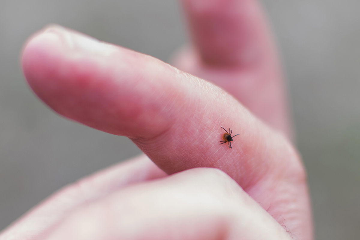 Scopri Centro per la Diagnosi delle Malattie Trasmesse dalle Zecche