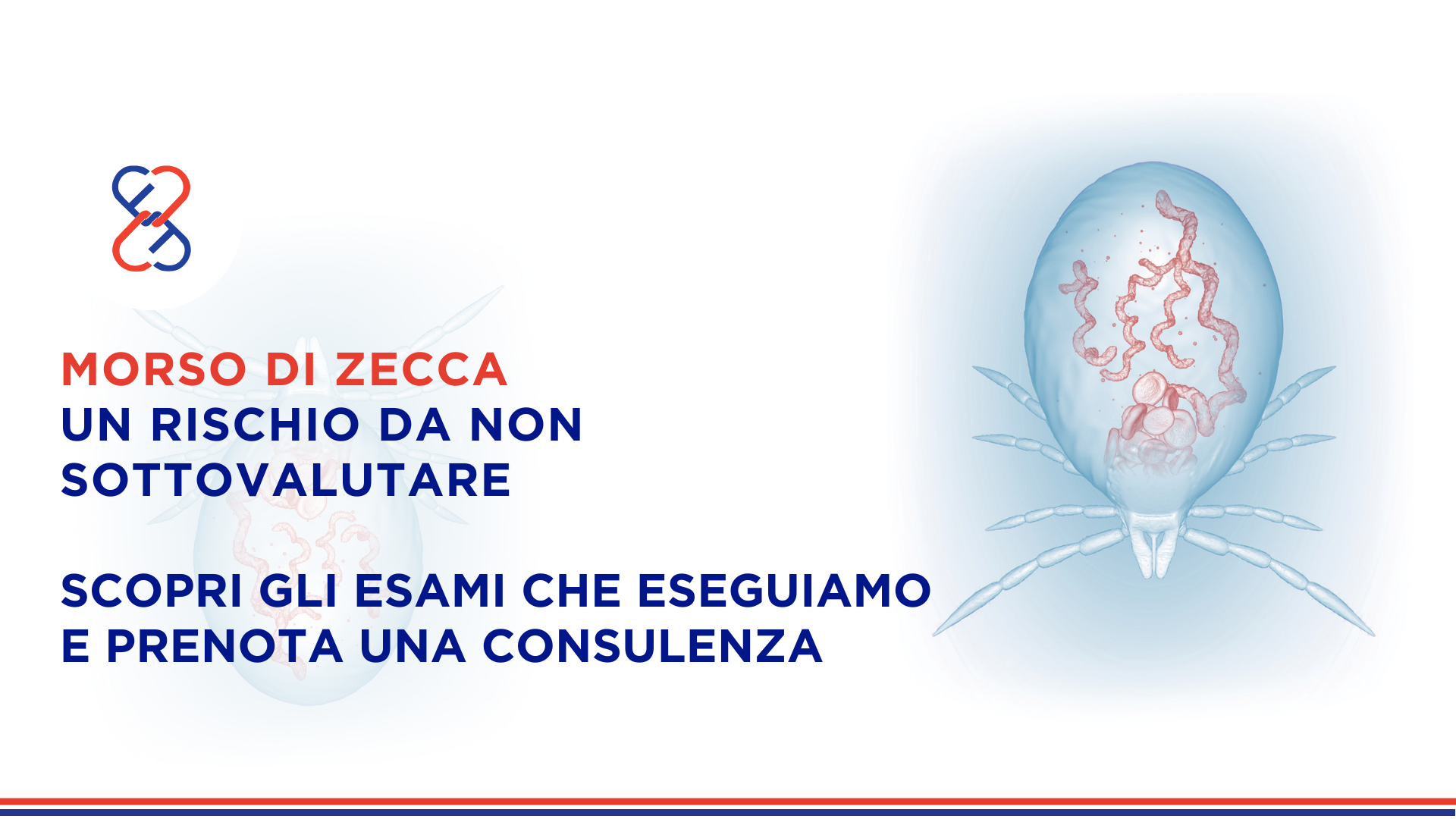 Scopri Morso di zecca: un rischio da non sottovalutare